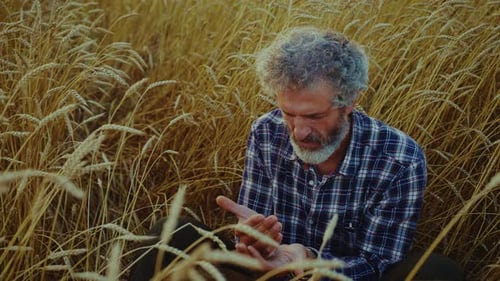 A Thoughtful Man Reflects in a Golden Wheat Field During Sunset