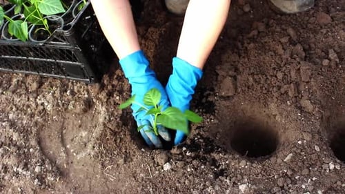 Gardener in gloves planting an agricultural plant in the garden. Spring garden work