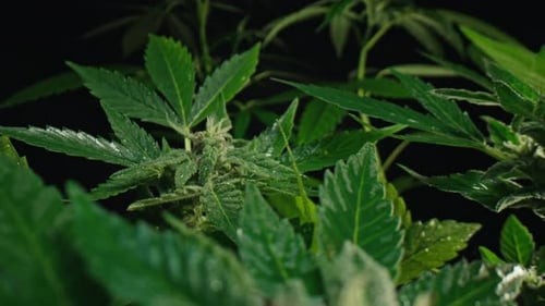 THC Cannabis productionHemp Cultivation Sativa Indica Weed growingMacro Dolly
