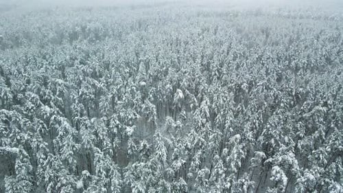 Aerial view of a frozen pine tree forest with snow covered trees in winter. Flight above winter fore