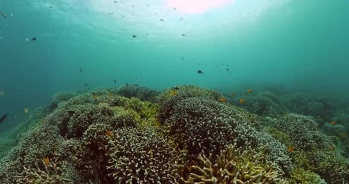 Underwater World with Coral Reef and Fish