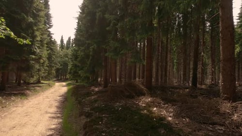Panning shot of fir trees in the forest on a sunny summer day.