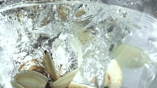 Vongole frais au ralenti