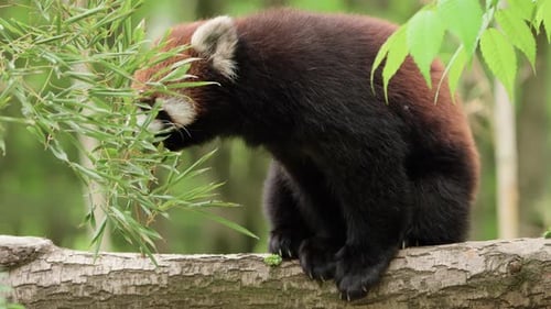 Red Panda Eating Bamboo in a Forest