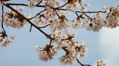 Gros plan d'un bourdon pollinisant au milieu de cerisiers en fleurs sur fond de ciel bleu