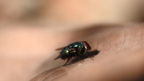 Close Up of a Green Housefly