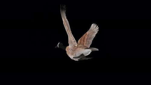 Canada Goose - Chasse à gibier à plumes en Amérique du Nord - Boucle volante - CU aérien à faible angle - Canal Alpha 4K