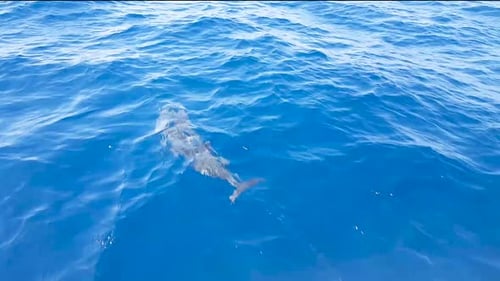 A pod of playful dolphins swimming, jumping and diving just feet away in magical close encounter. Sl