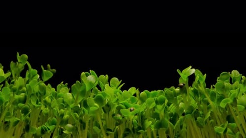 Fresh Green Sprouts Growing on Black Background