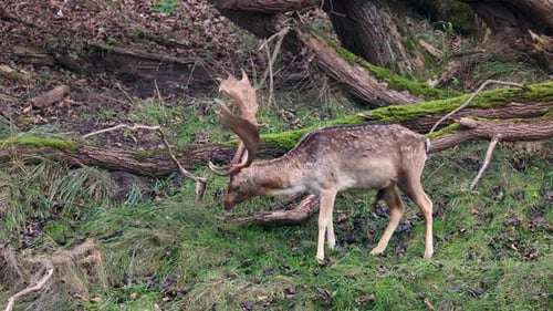 A majestic fallow deer grazes in a lush forest clearing, surrounded by fallen mossy trees.