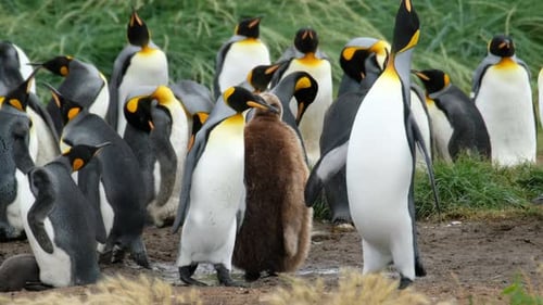 King Penguins Gather with Juvenile in Natural Habitat
