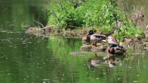 Enten liegen und laufen auf dem grünen Gras. Enten ruhen sich aus und putzen ihre Federn
.