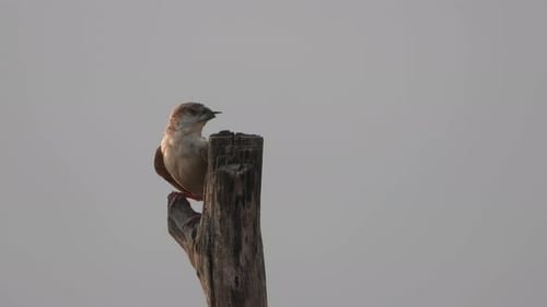 Field sparrow in tree - relaxing .