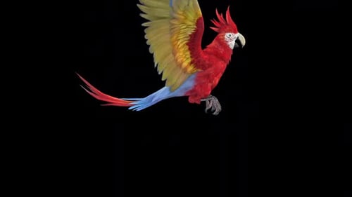 Parrot Land 3