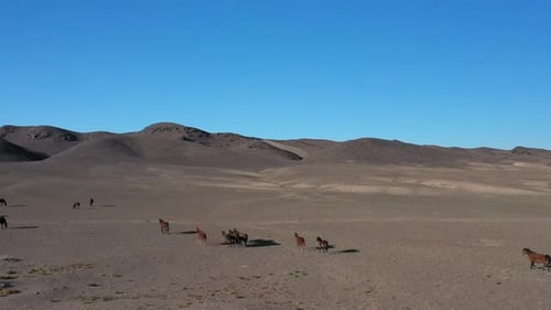 Rotating cinematic drone shot of a team of horses going through the Charyn Canyon, Kazakhstan