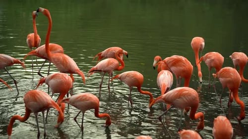 A Large Number of Pink Flamingos are Drinking in a Pond