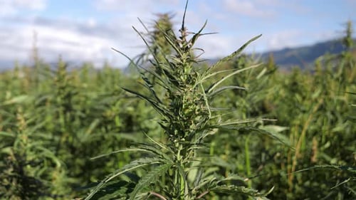 Closeup shot of a hemp plant over the hemp plantation during daytime, static