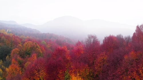 Autumn Forest from Drone Aerial View of Colorful Trees
