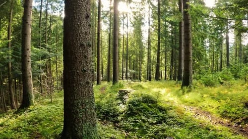Green Forest in Peaceful Nature