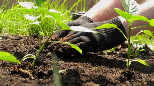 Spring Planting in the Garden