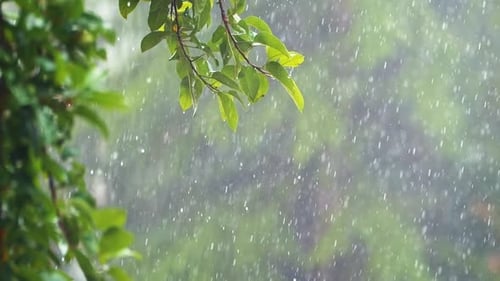 Heavy Rain On A Tree