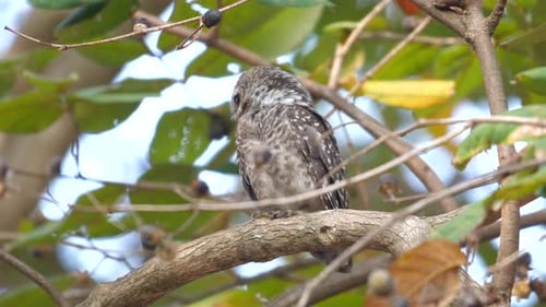 Spotted Owl Perched on Branch in Natural Forest Habitat Showcasing