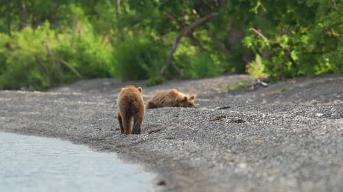 Brown Bear scouting for Salmon fish in a river stream at Kamchatka, Russian federation