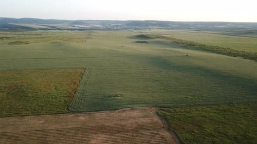 Aerial View on Green Wheat Field in Countryside