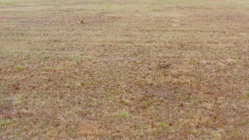Fox Runs on the Field to Look for Food in Autumn Scenery Aerial View Europe