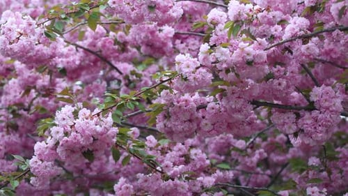 Sakura Cherry Tree Flowers On A Wind 4