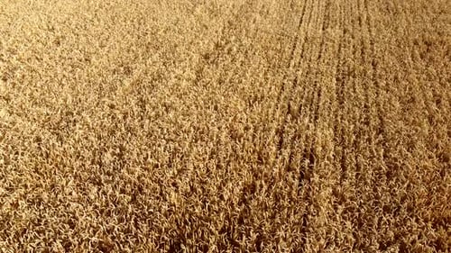 Wheat Field