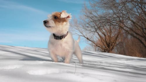 Cute Happy Jack Russell Terrier is Waiting for the Play in the Winter Forest with Excitement During