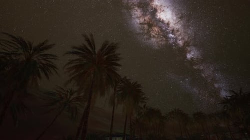 Time-lapse of Starry Night Sky with Palm Trees