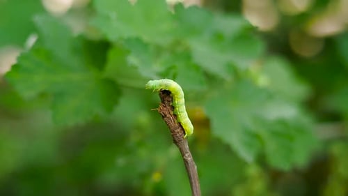 Grüne Raupe kriecht in Zeitlupe auf einem Ast auf grünem Laub und Bokeh-Hintergrund