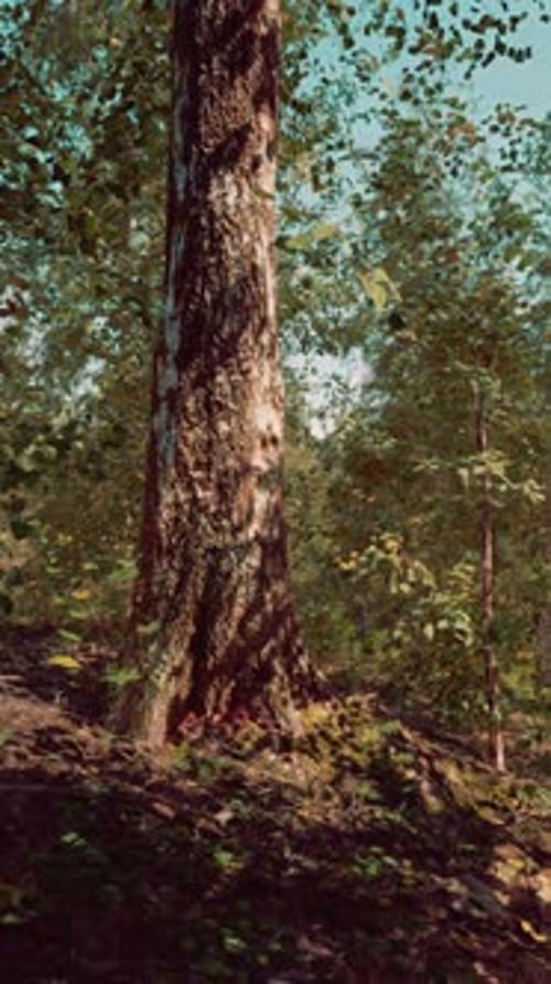 A Serene Forest with a Winding Dirt Path Surrounded By Tall Birch Trees
