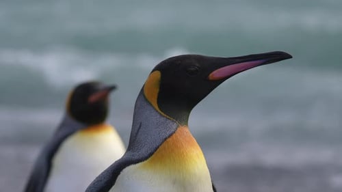 King Penguins, Close Up, Subantarctic Animals in Natural Preserve, South Georgia Island