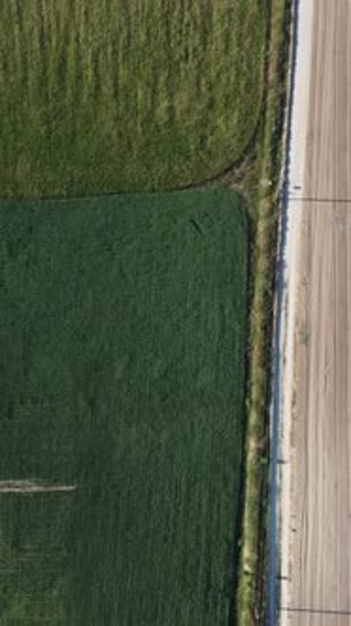 Aerial View on Green Wheat Field in Countryside Field of Wheat Blowing in the Wind at Sunny Spring