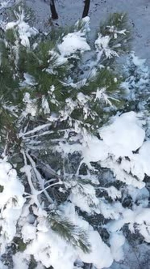 Pine Forest Hilltop Aerial Winter