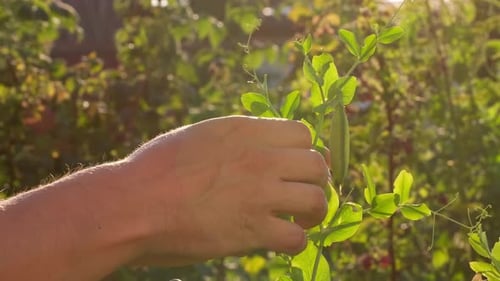 Hand of Farmer Man Picking an Ripe Green Fresh Peas Crop Pea Pods Vegetables Pea Plants in Garden
