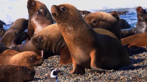 South Patagonian Sea Lions Engage in Fight