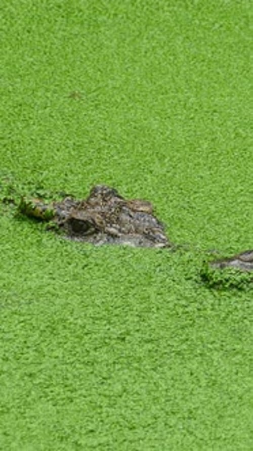 Crocodile flottant dans le lac dans du slime vert