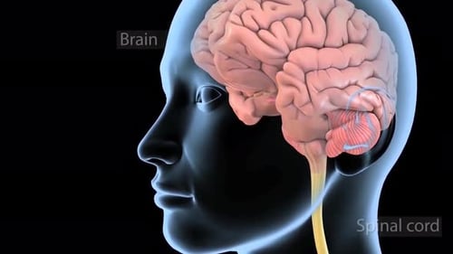 Detailed human brain anatomy with transparent skull
