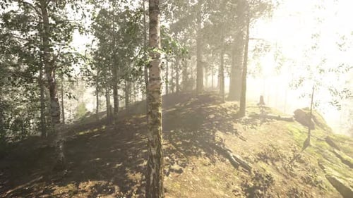 The Sun Shines Through the Trees in the Forest