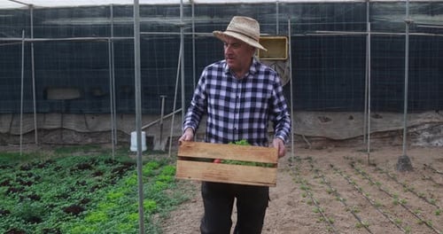 Farmer Carries Vegetables Inside Greenhouse Farm