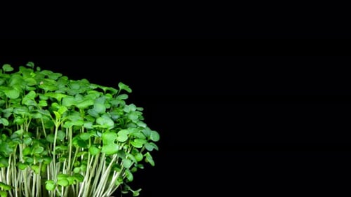 Fresh Green Plant Sprouts on Black