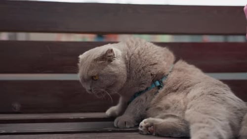 Serene Feline Resting Peacefully With Trusting Human In Tranquil Setting Peaceful Cat Dozing Calmly