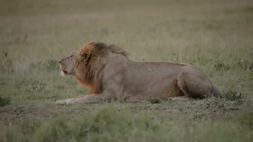 Male lion lies down roaring in early morning; African savanna