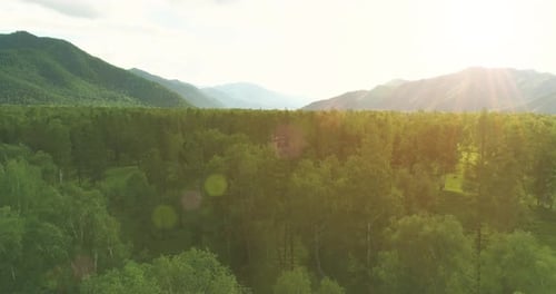 Aerial View Low Flight Above Evergreen Pine Tree Landscape with Endless Mountain Forest at Sunny