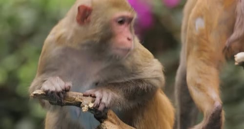 Makaken in der Natur. Makaken sind eine Gattung (Macaca) geselliger Affen. Makaken werden gefunden