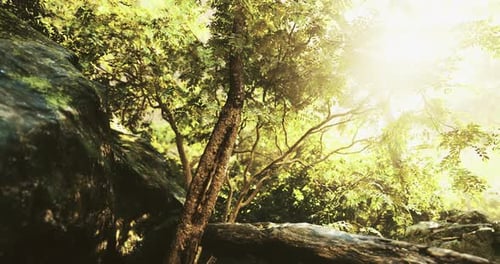 Sunlight Filtering Through Lush Green Trees in a Tranquil Forest Setting